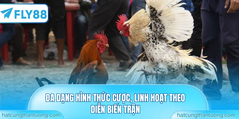 Đa dạng hình thức cược, linh hoạt theo diễn biến trận
