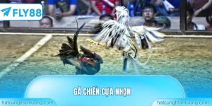Gà chiến cựa nhọn