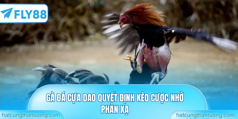 Gà đá cựa dao quyết định kèo cược nhờ phản xạ