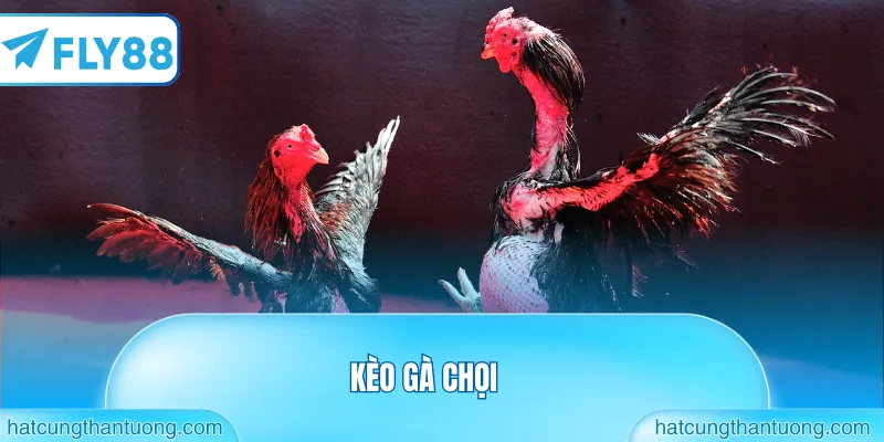 Kèo gà chọi